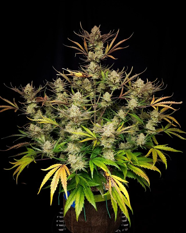 Apple Strudel van Fast Buds