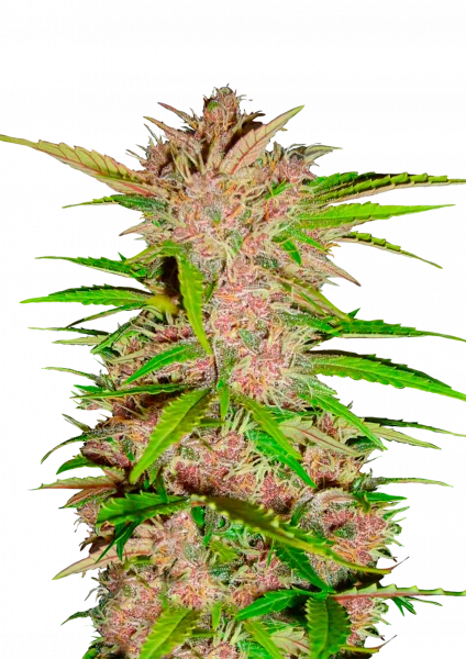 Fastberry van Fast Buds