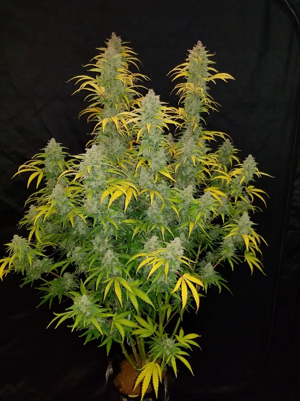 Blue Dream van Fast Buds
