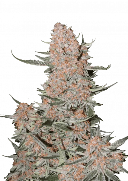 Ztrawberriez van Fast Buds