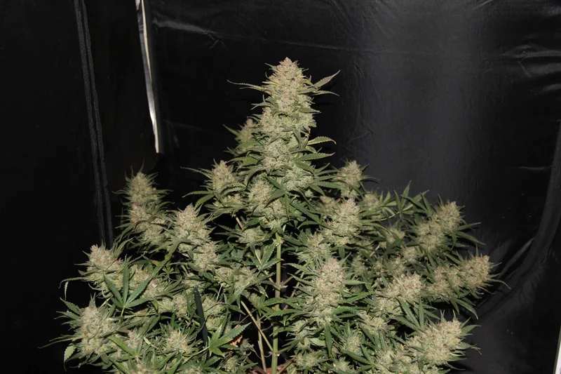 OG Kush van Fast Buds