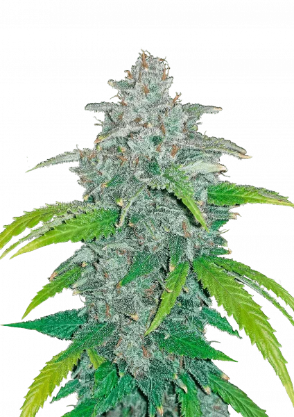 Blue Dream van Fast Buds