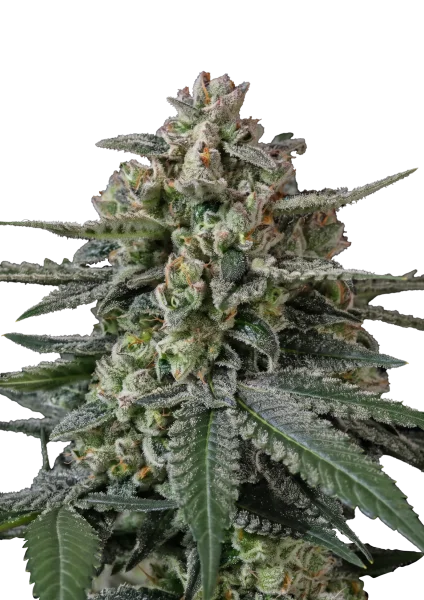 Banana Frost van Fast Buds