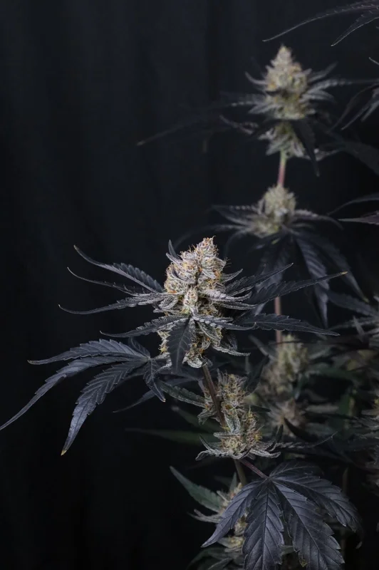 Guava Runtz van Fast Buds
