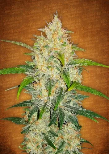 Zkittlez van Fast Buds