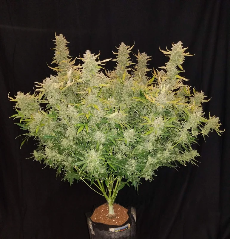 Rhino Ryder van Fast Buds