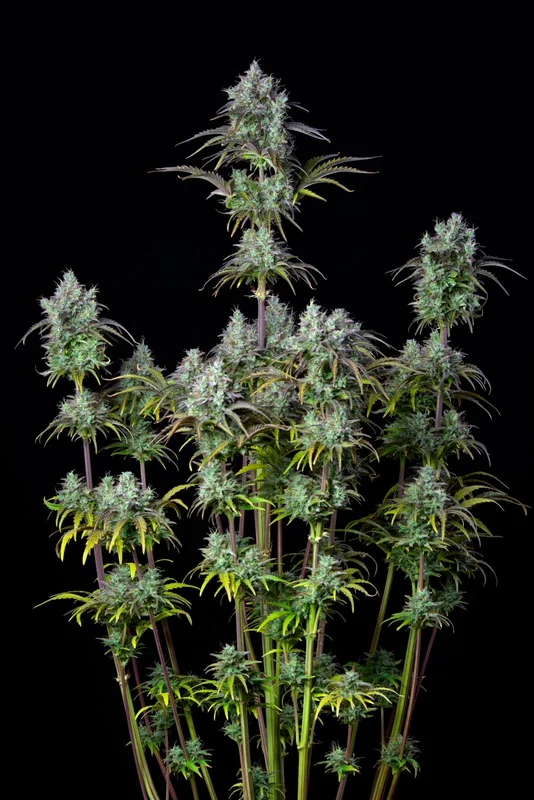 Big Bud van Fast Buds
