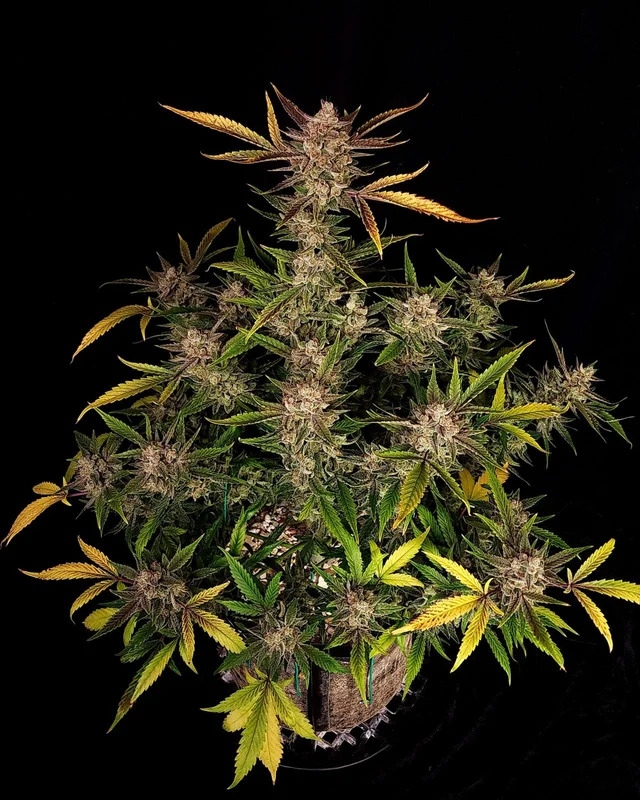 Ztrawberriez van Fast Buds