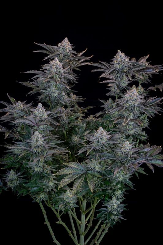 Gorilla Cookies van Fast Buds