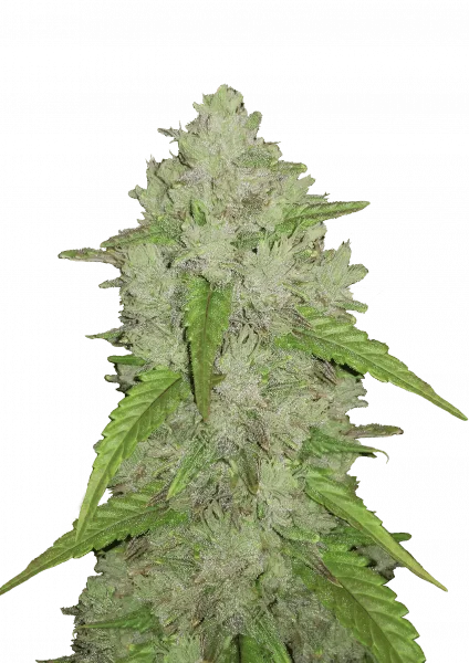Amnesia Haze van Fast Buds