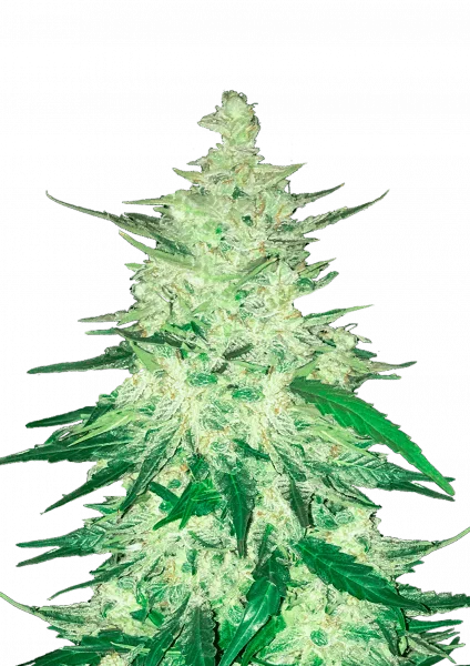 CBD 1:1 (CBD Crack) van Fast Buds