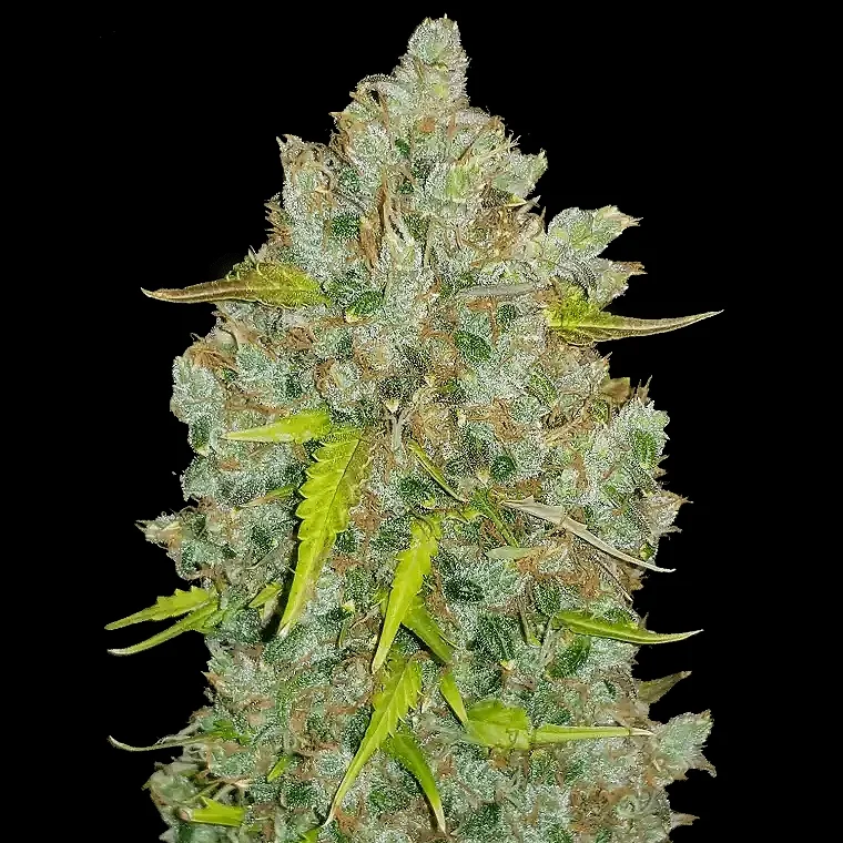 Original BubbleGum van Fast Buds