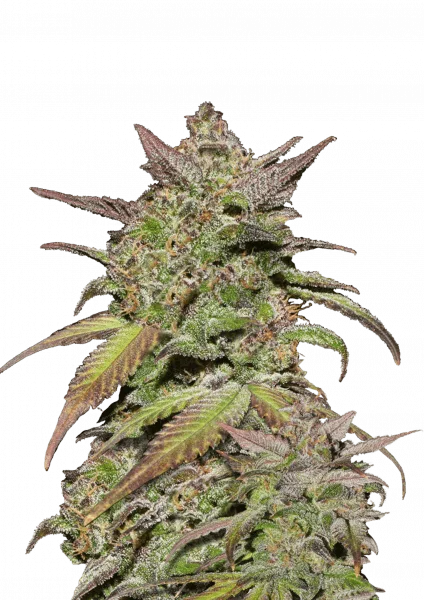 Smoothie van Fast Buds
