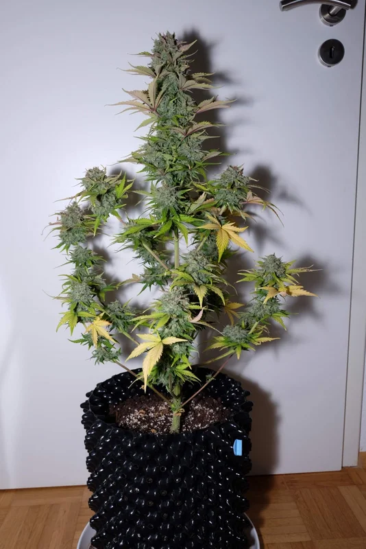G14 van Fast Buds