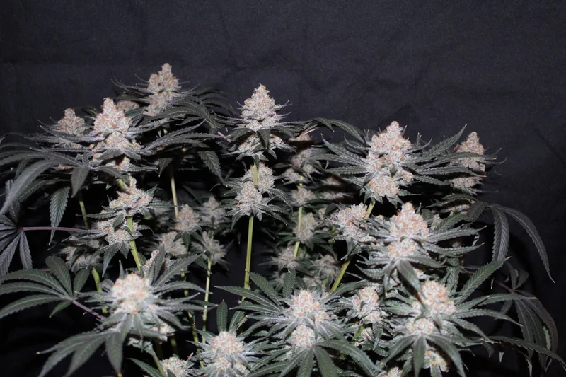 Tropicana Cookies van Fast Buds