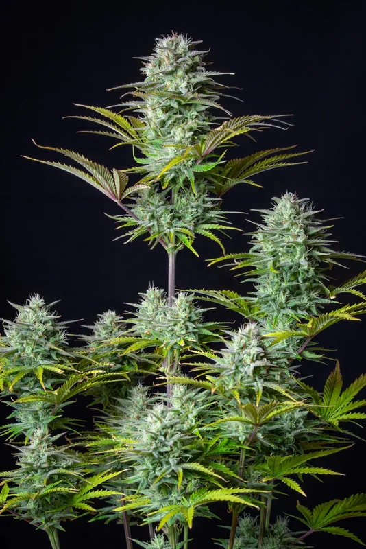 Kosher Cake van Fast Buds