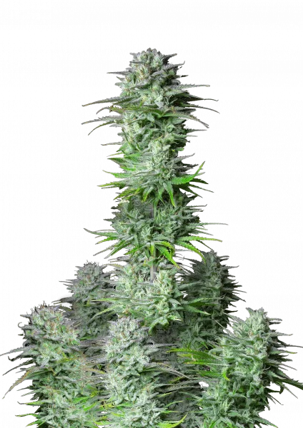 Kosher Cake van Fast Buds