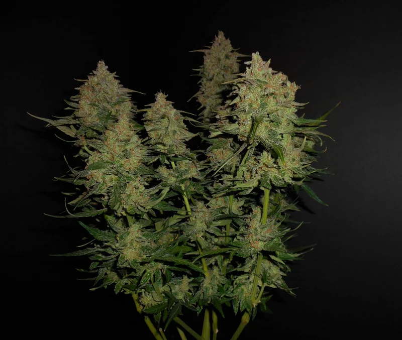 Lemon AK van Fast Buds