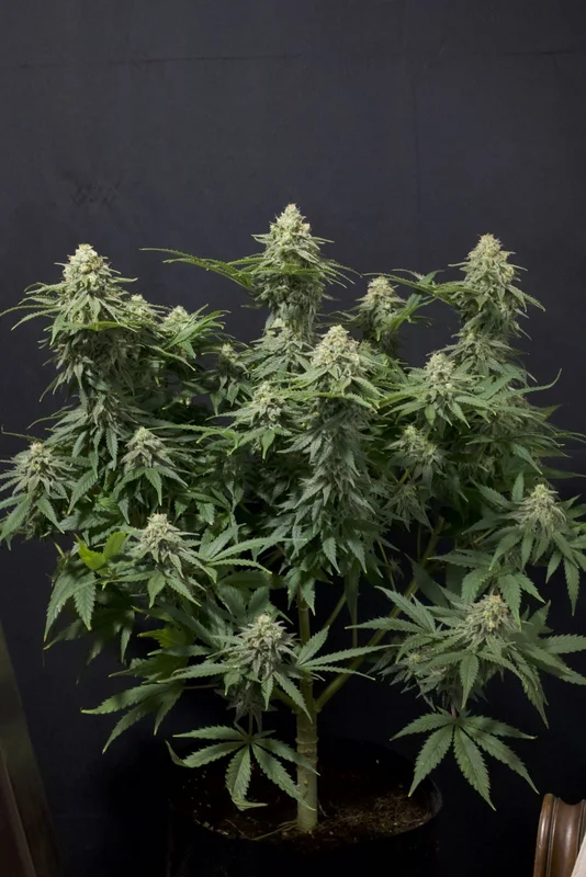 Wedding Cheesecake van Fast Buds