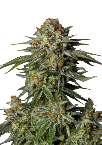 GG4 Sherbet van Fast Buds