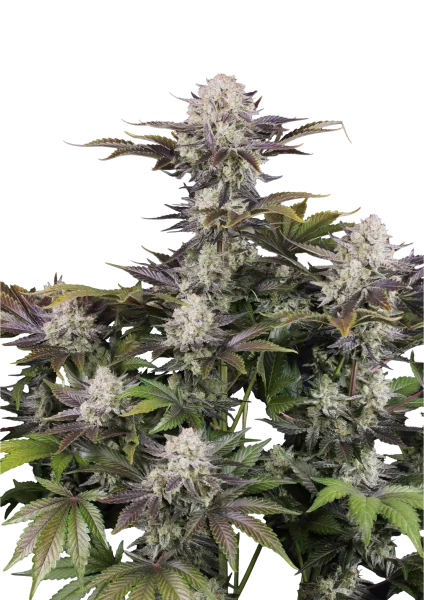 Frostbanger van Fast Buds