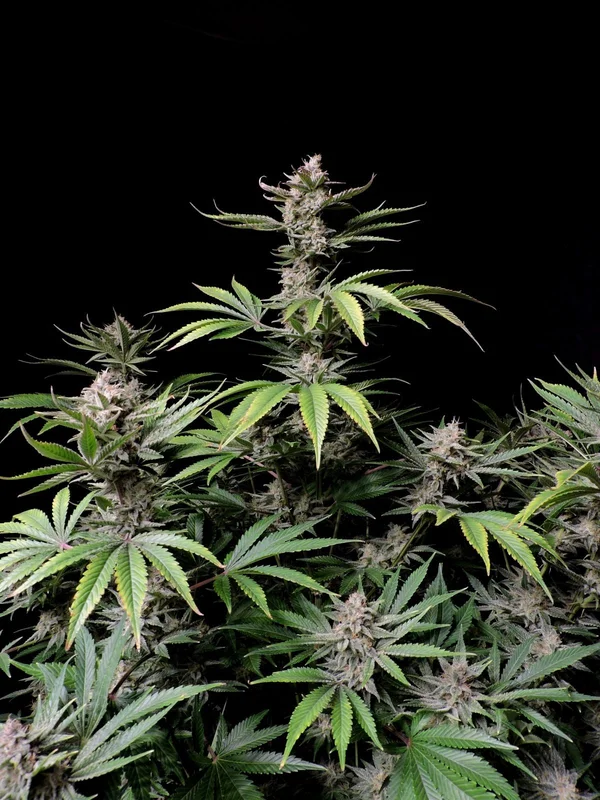 Cherry Cola van Fast Buds