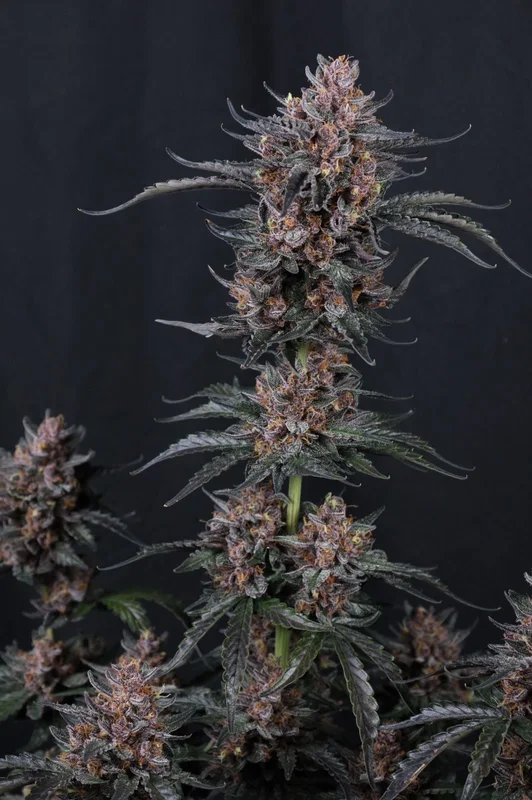 Mango Cherry Runtz van Fast Buds