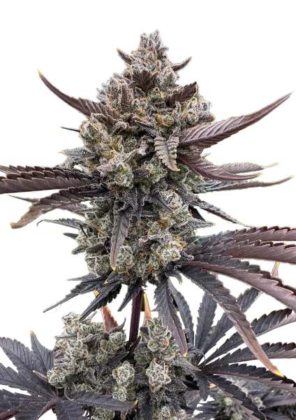 Banana Purple Punch RF3 van Fast Buds