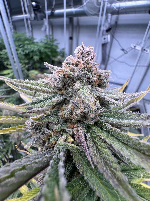 Cherry Cola RF3 van Fast Buds