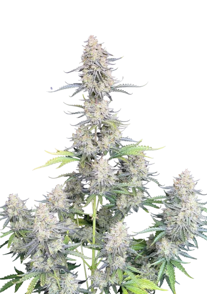 Afghan Kush van Fast Buds