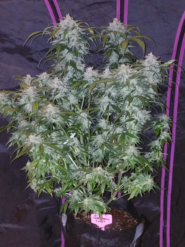 Tangie van Fast Buds