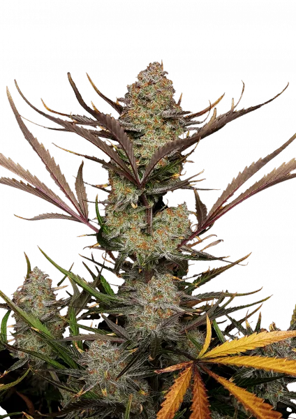 Apple Strudel van Fast Buds