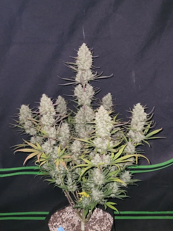 Tropicana Cookies van Fast Buds