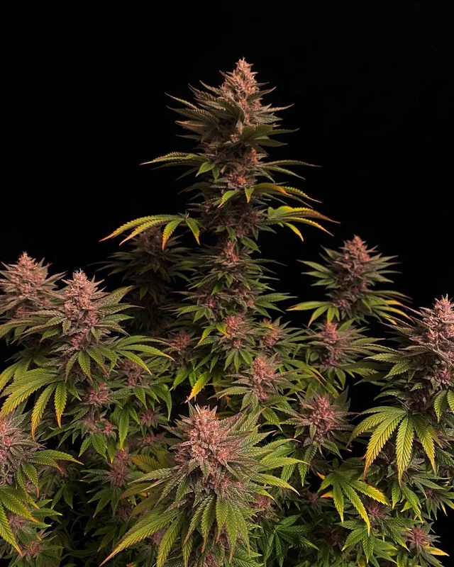 Purple Lemonade van Fast Buds