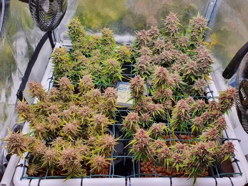 Mix Pack van Fast Buds