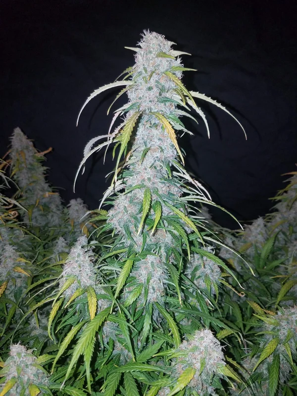 Six Shooter van Fast Buds