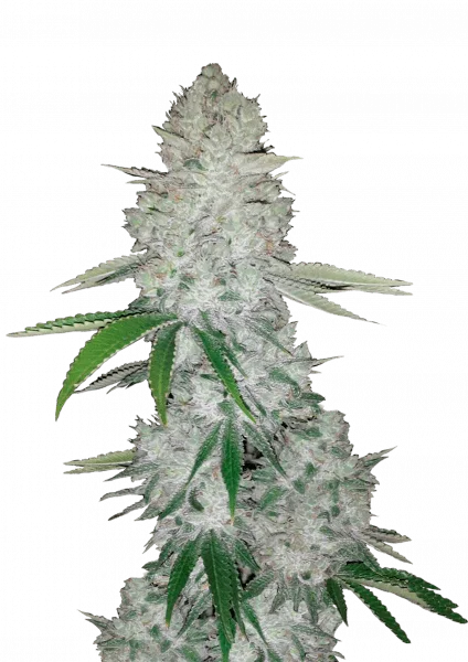 Gorilla van Fast Buds