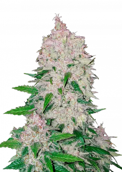 Stardawg van Fast Buds