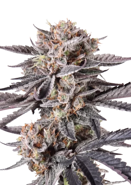 Mendo Cherry Cookies van Fast Buds