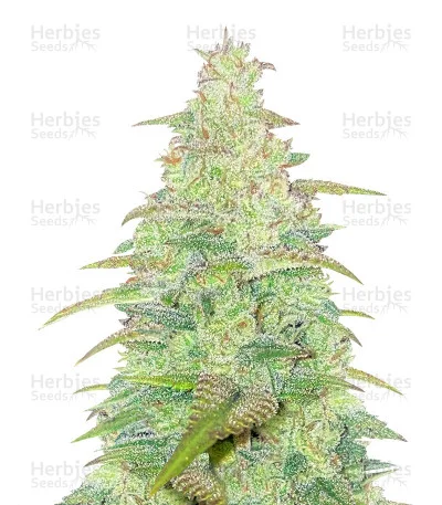 Original Northern Lights van Fast Buds
