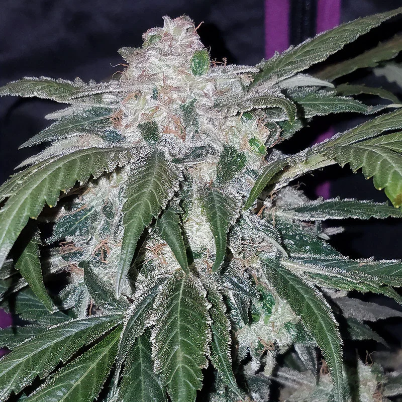 Tangie'matic van Fast Buds