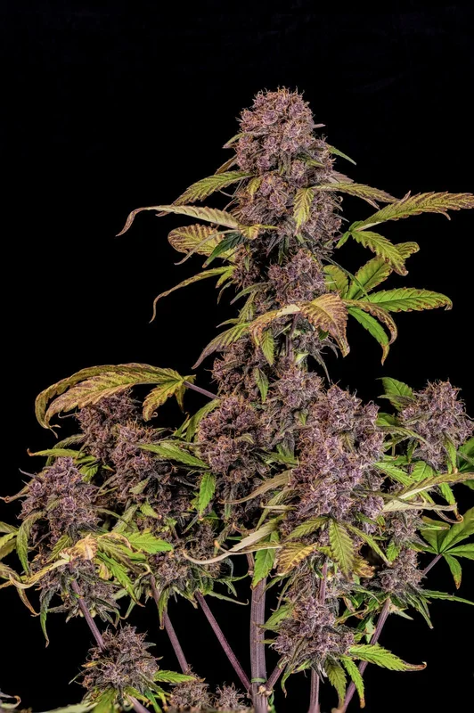 Lemon Cherry Cookies van Fast Buds