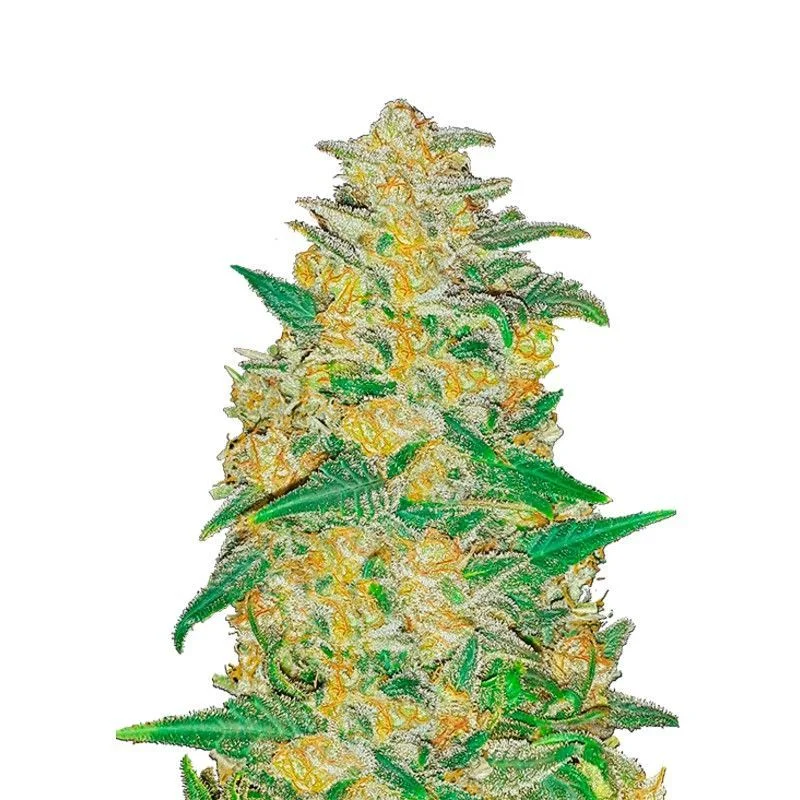 Original AK van Fast Buds