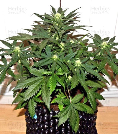 Tangie'matic van Fast Buds