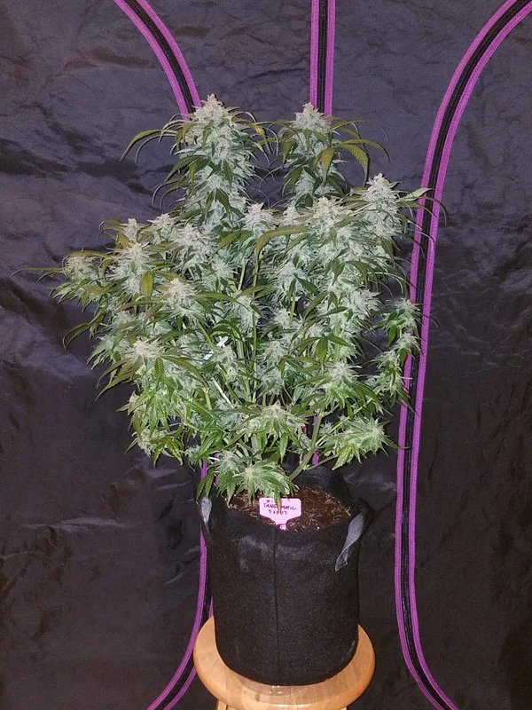 Tangie van Fast Buds