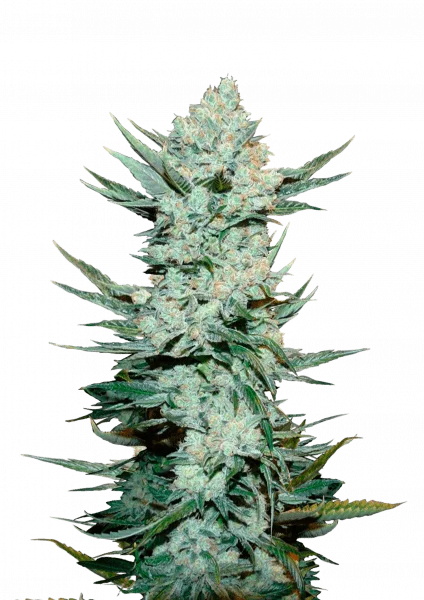 Tangie van Fast Buds
