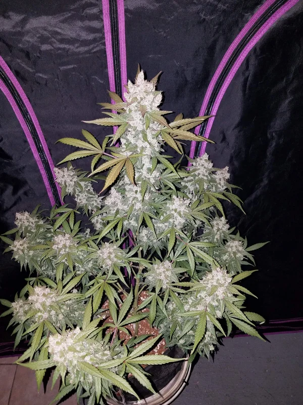 Girl Scout Cookies van Fast Buds