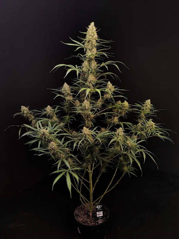 Jack Herer van Fast Buds