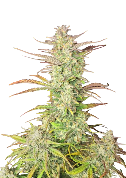 Z-Up van Fast Buds