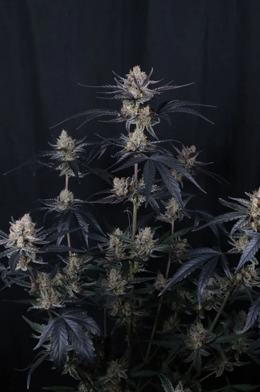 Guava Runtz van Fast Buds